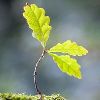 Seeds & Plant Saplings
