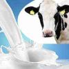 Cow Milk