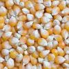 Dried Corn