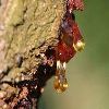 Natural and Synthetic Resin