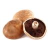 Portobello Mushroom