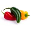 Jalapeno Pepper