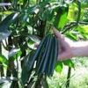 Indian Vanilla Beans
