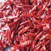 Indian Red Chilli