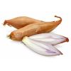 Shallot Onions