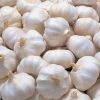 Fresh White Garlic
