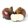 Water Chestnut