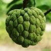 Frozen Apple