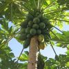 Carica Papaya
