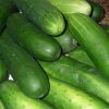 Cucumber