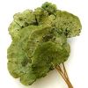 Sponge Mushroom