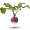 Forage Turnip