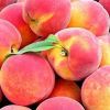 Fresh Peaches
