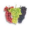 Table Grapes