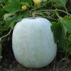 Ash Gourd
