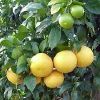 Fresh grapefruit