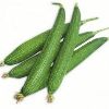 Sponge Gourd