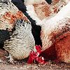 Bird, Poultry & Animal Food
