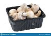 Mushroom Tray