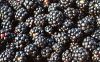 Frozen Blackberries