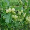 Emblica Officinalis