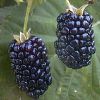 Blackberry Fruit