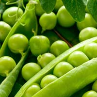 Vegetables Suppliers