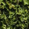 Green Chilli Flakes